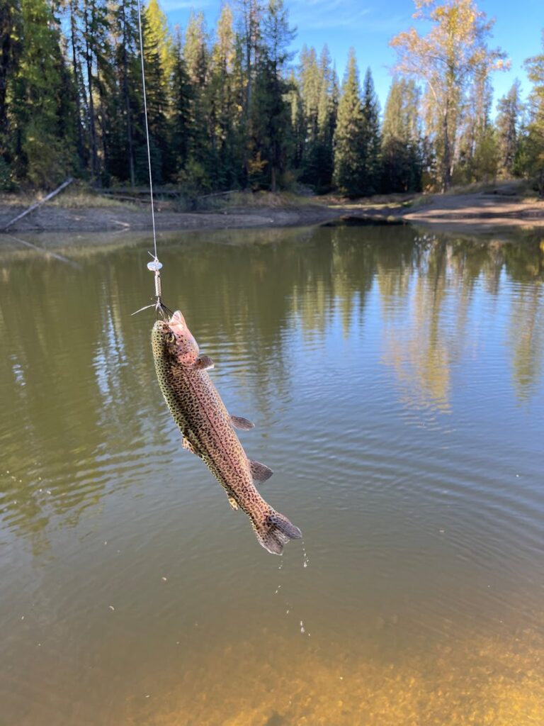 a fish hanging on a bait