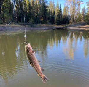 a fish hanging on a bait