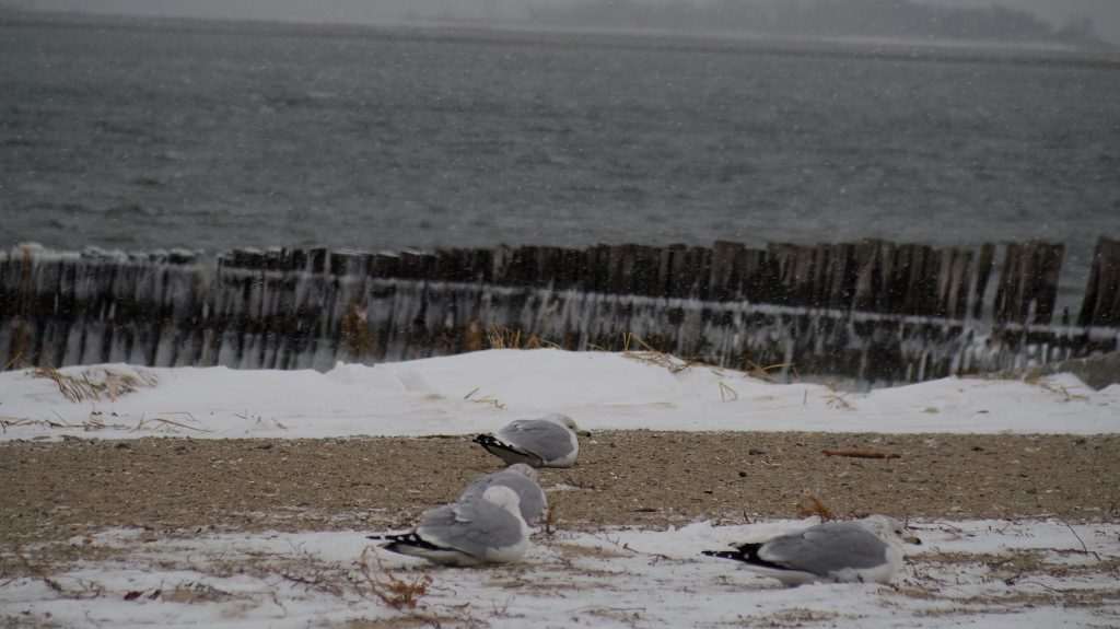 Three seagulls rest on a snowy, sandy beach near a body of water, with wooden posts forming a barrier in the background under a gray, overcast sky. Snow is lightly falling.