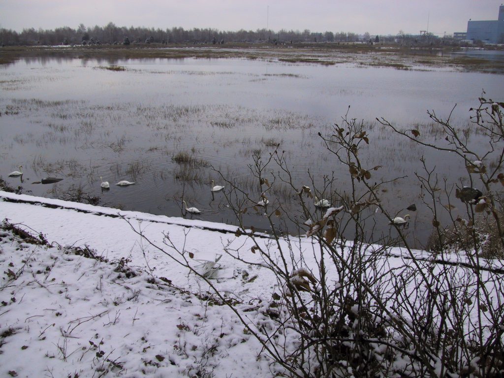 A snowy riverbank with bare bushes in the foreground, white swans swimming in the water, and a wintry landscape with trees and cloudy sky in the background.