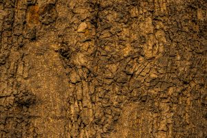 tree trunk in close up photography