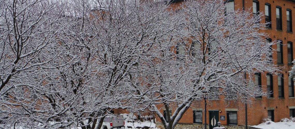 Snow-covered trees with bare branches stand in front of a brick building, cars parked below, and snow piled on the ground, creating a wintery urban scene.