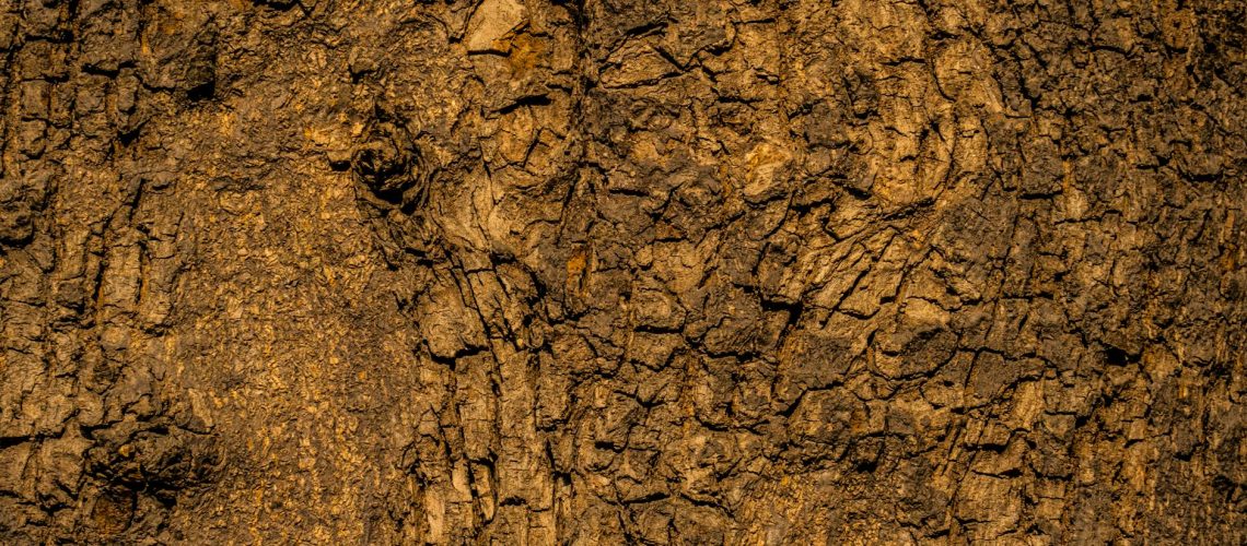 tree trunk in close up photography